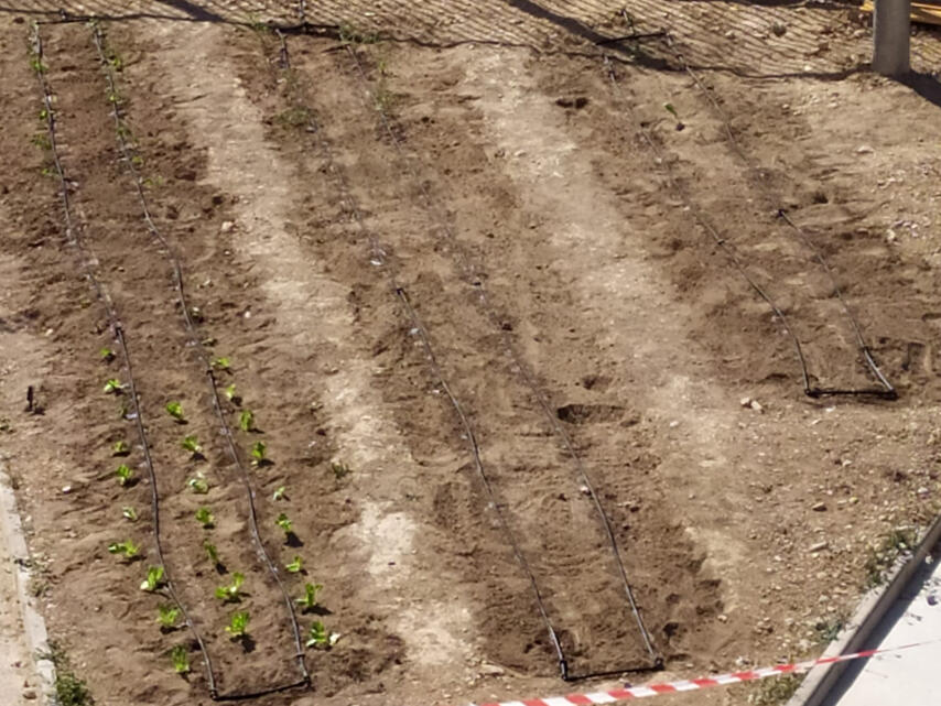 Huerto con la plantación del primer día